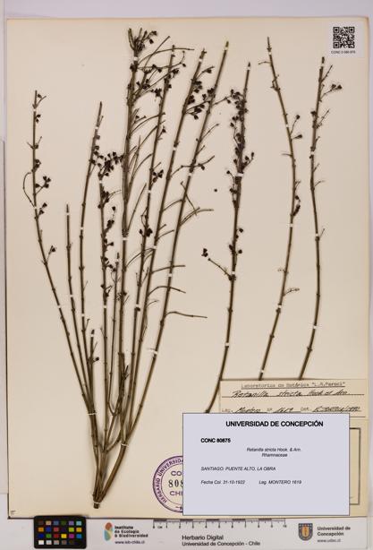 Retanilla stricta [Espécimen: UDEC:CONC:0080875]