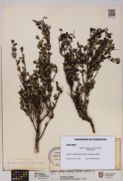 Discaria chacaye [Espécimen: UDEC:CONC:0080876]