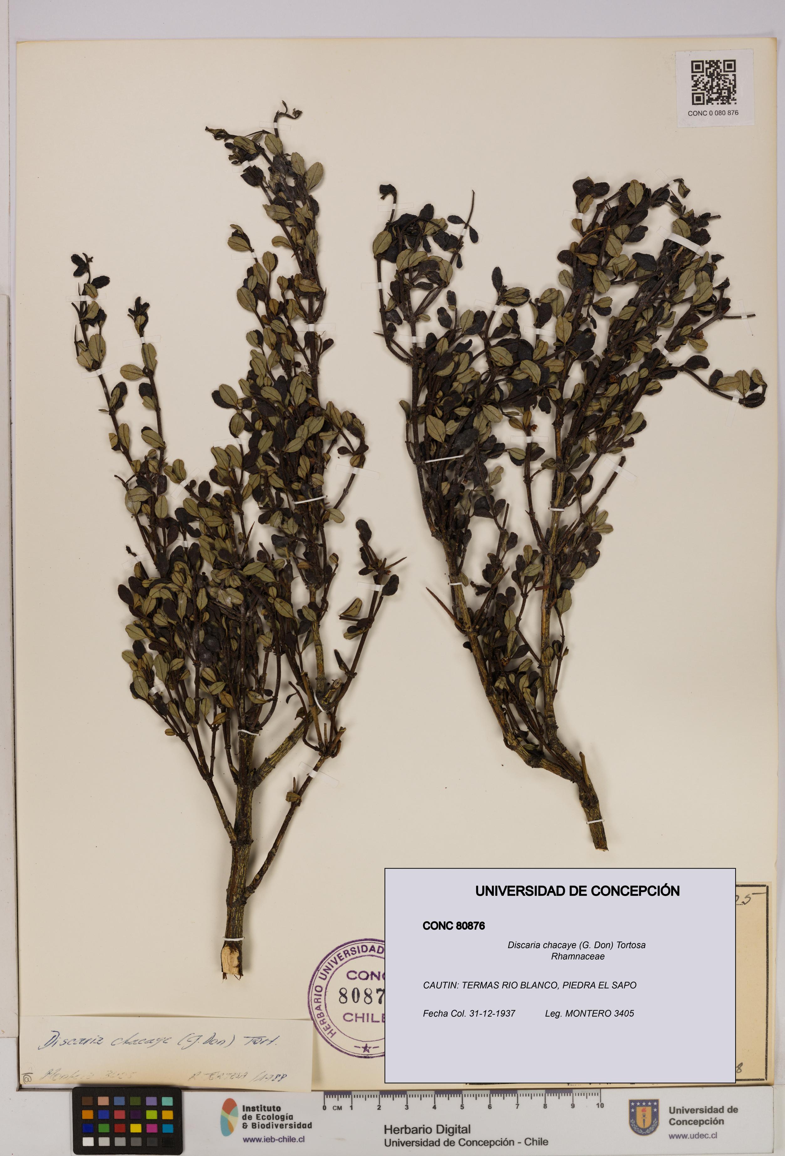 Discaria chacaye [Espécimen: UDEC:CONC:0080876]