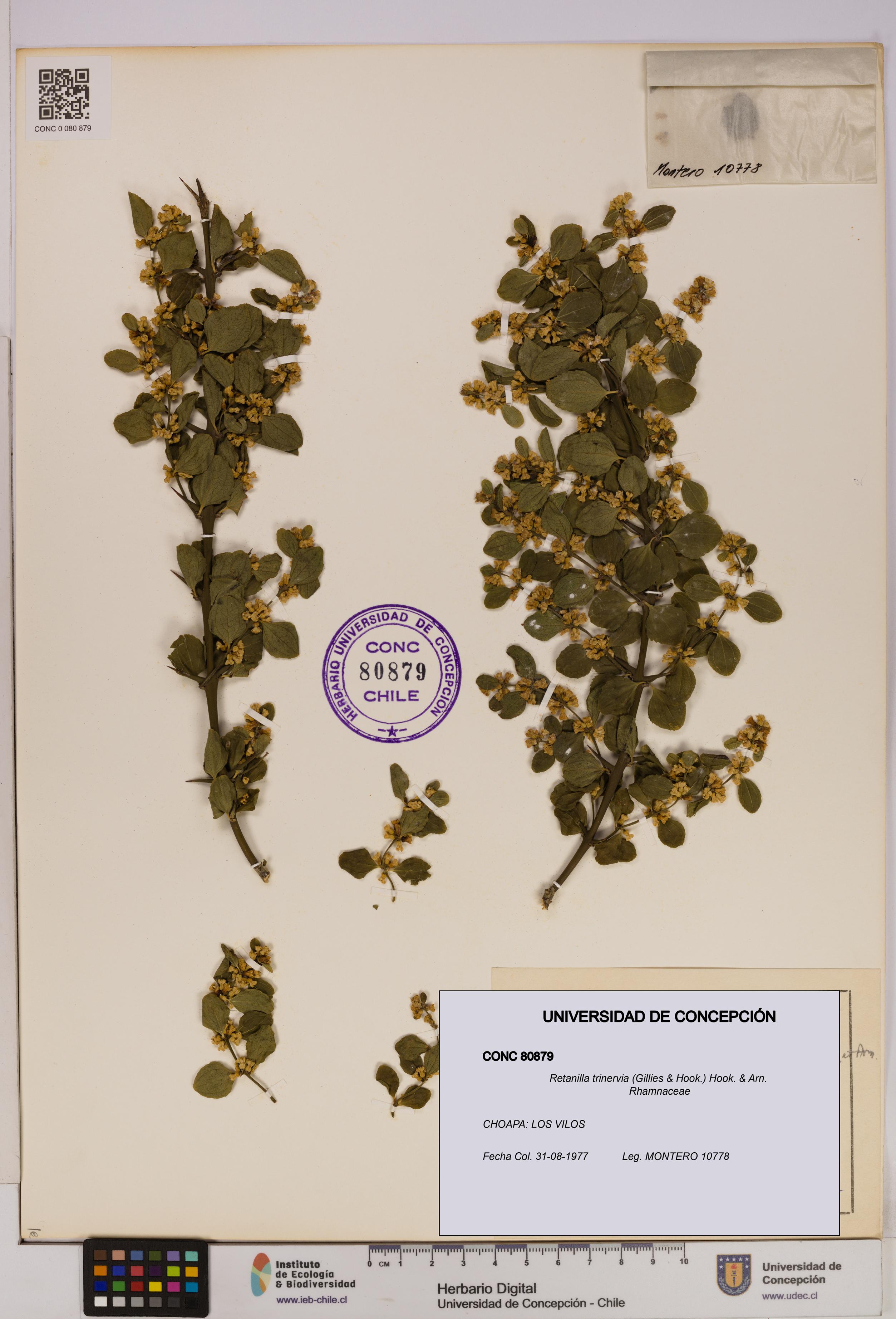 Retanilla trinervia [Espécimen: UDEC:CONC:0080879]