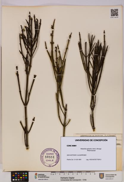 Retanilla ephedra [Espécimen: UDEC:CONC:0080881]