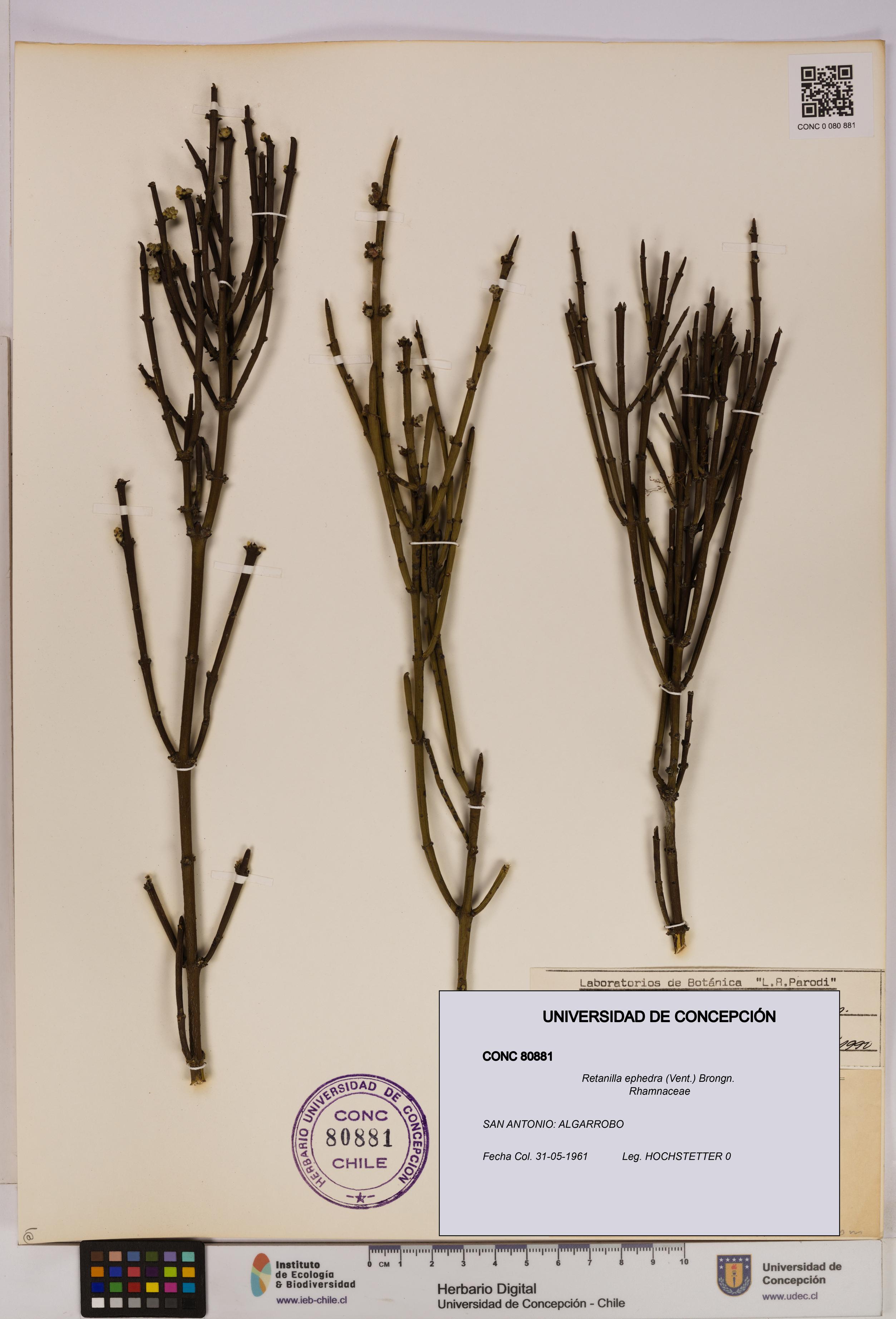 Retanilla ephedra [Espécimen: UDEC:CONC:0080881]