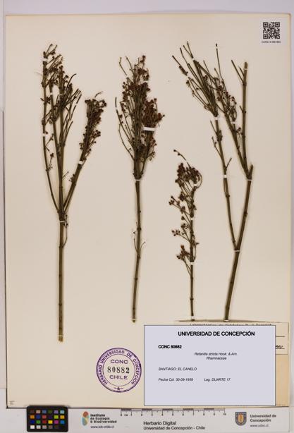 Retanilla stricta [Espécimen: UDEC:CONC:0080882]