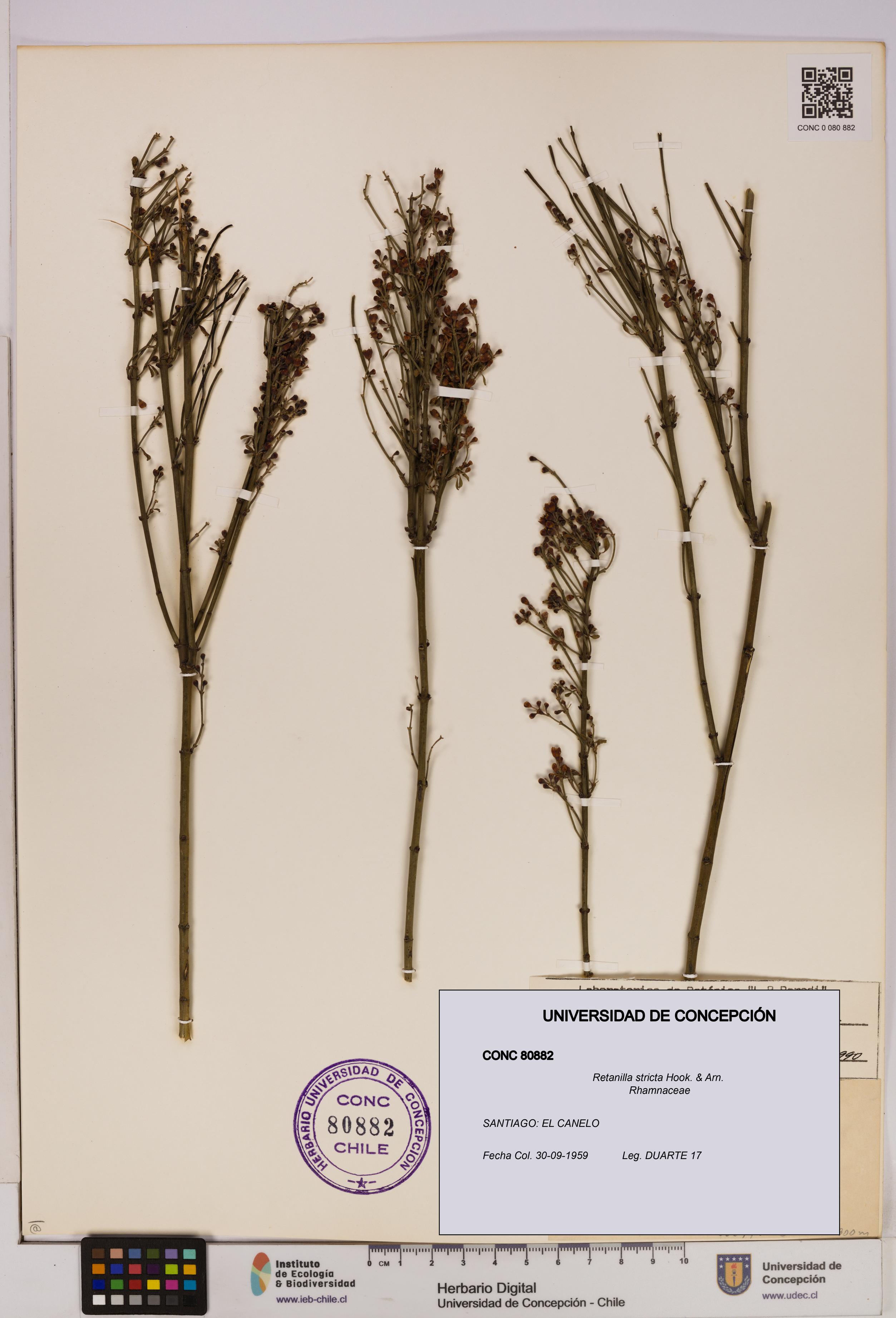 Retanilla stricta [Espécimen: UDEC:CONC:0080882]