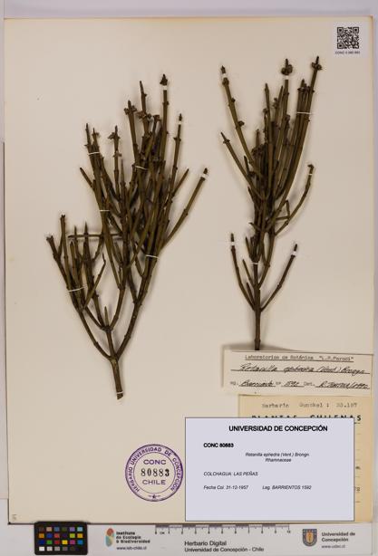 Retanilla ephedra [Espécimen: UDEC:CONC:0080883]