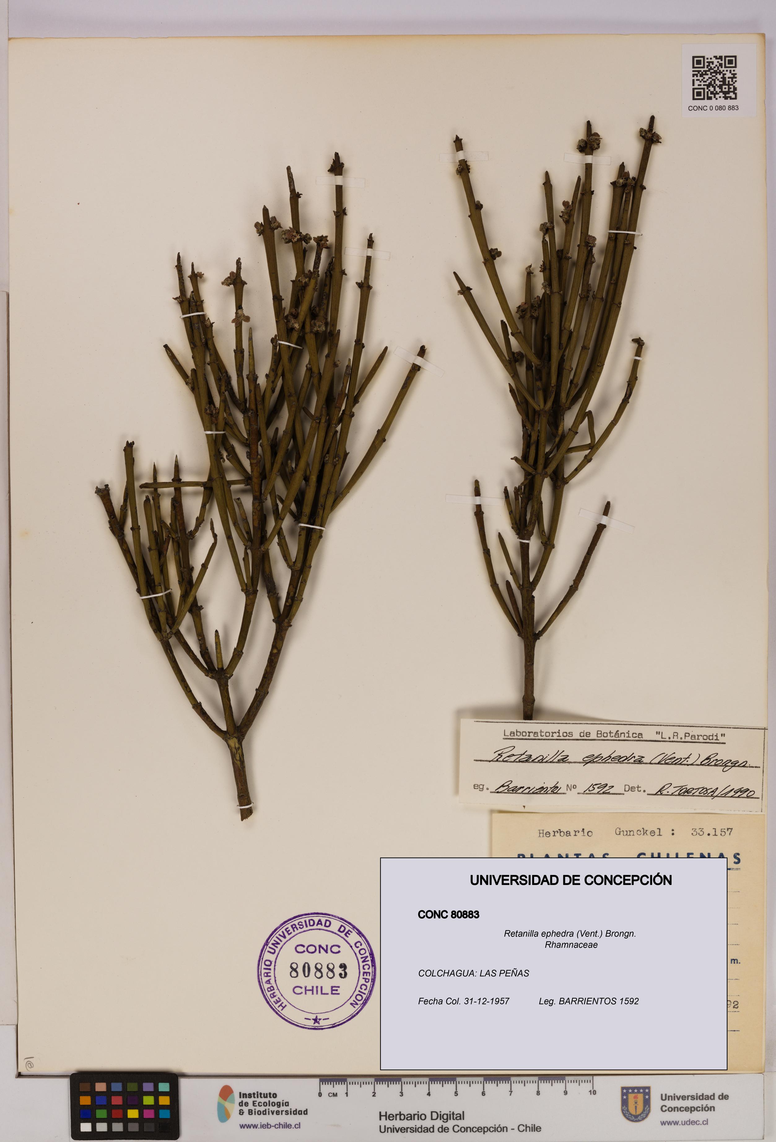 Retanilla ephedra [Espécimen: UDEC:CONC:0080883]