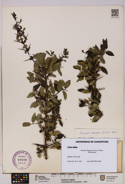 Discaria chacaye [Espécimen: UDEC:CONC:0080888]