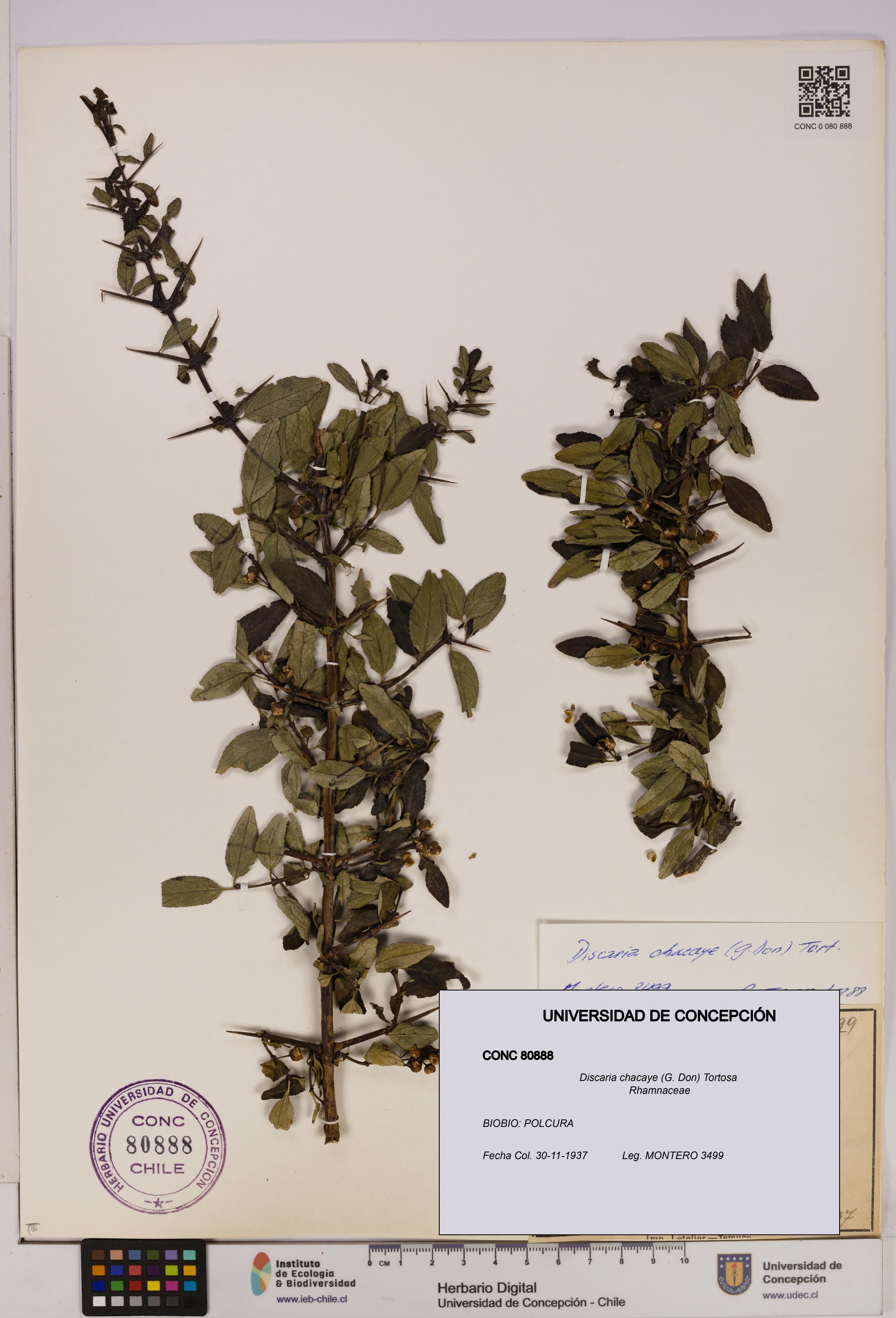 Discaria chacaye [Espécimen: UDEC:CONC:0080888]