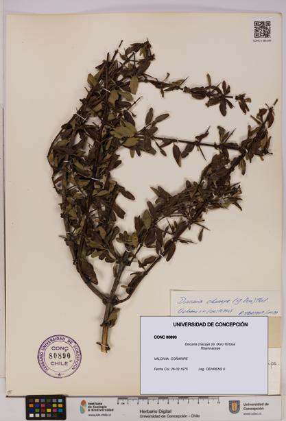 Discaria chacaye [Espécimen: UDEC:CONC:0080890]