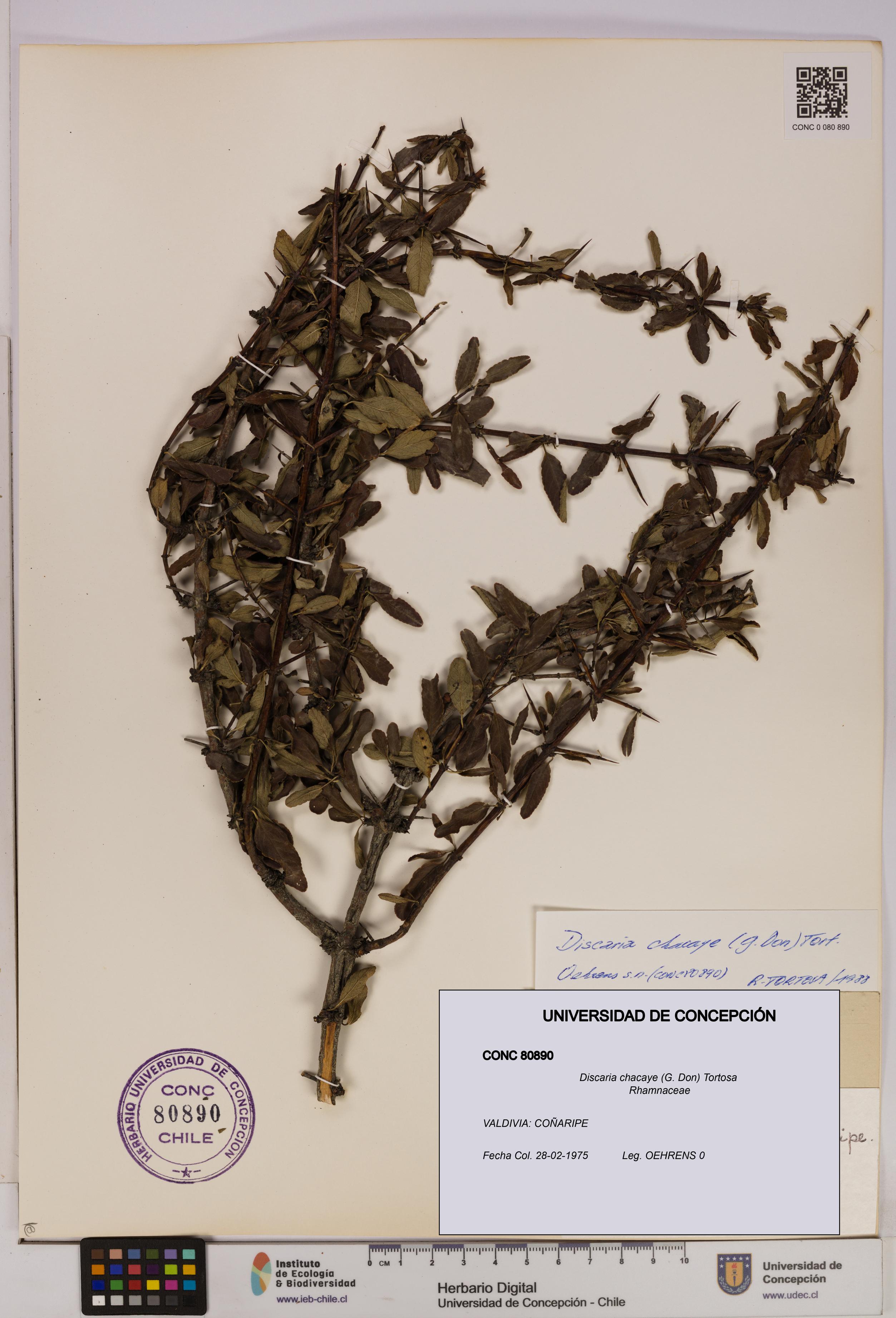 Discaria chacaye [Espécimen: UDEC:CONC:0080890]