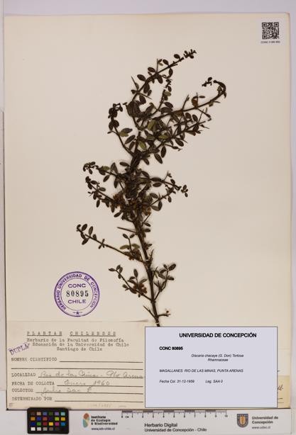 Discaria chacaye [Espécimen: UDEC:CONC:0080895]