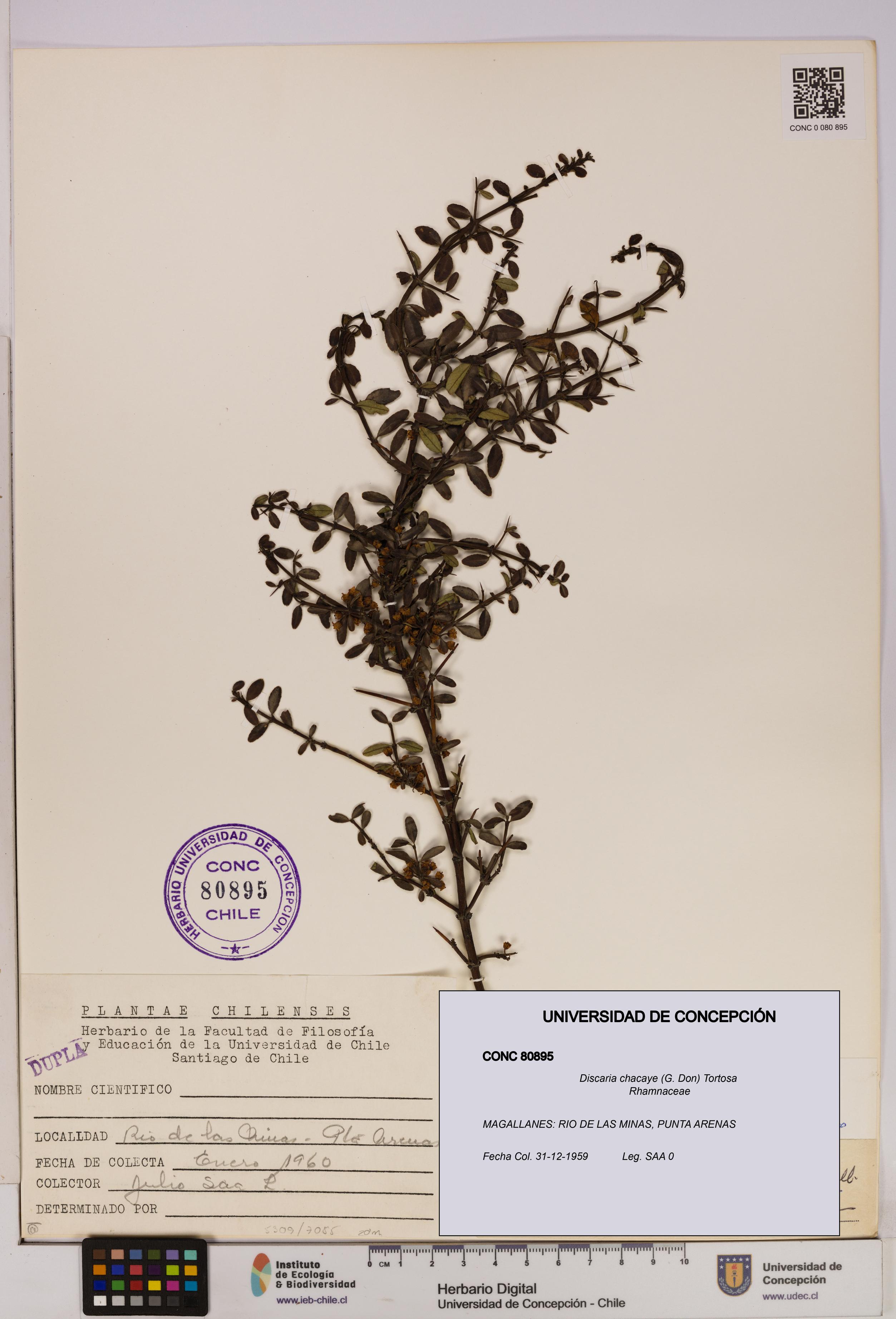 Discaria chacaye [Espécimen: UDEC:CONC:0080895]