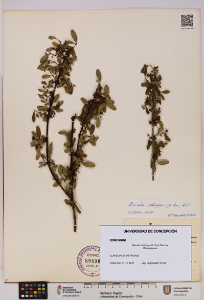 Discaria chacaye [Espécimen: UDEC:CONC:0080896]