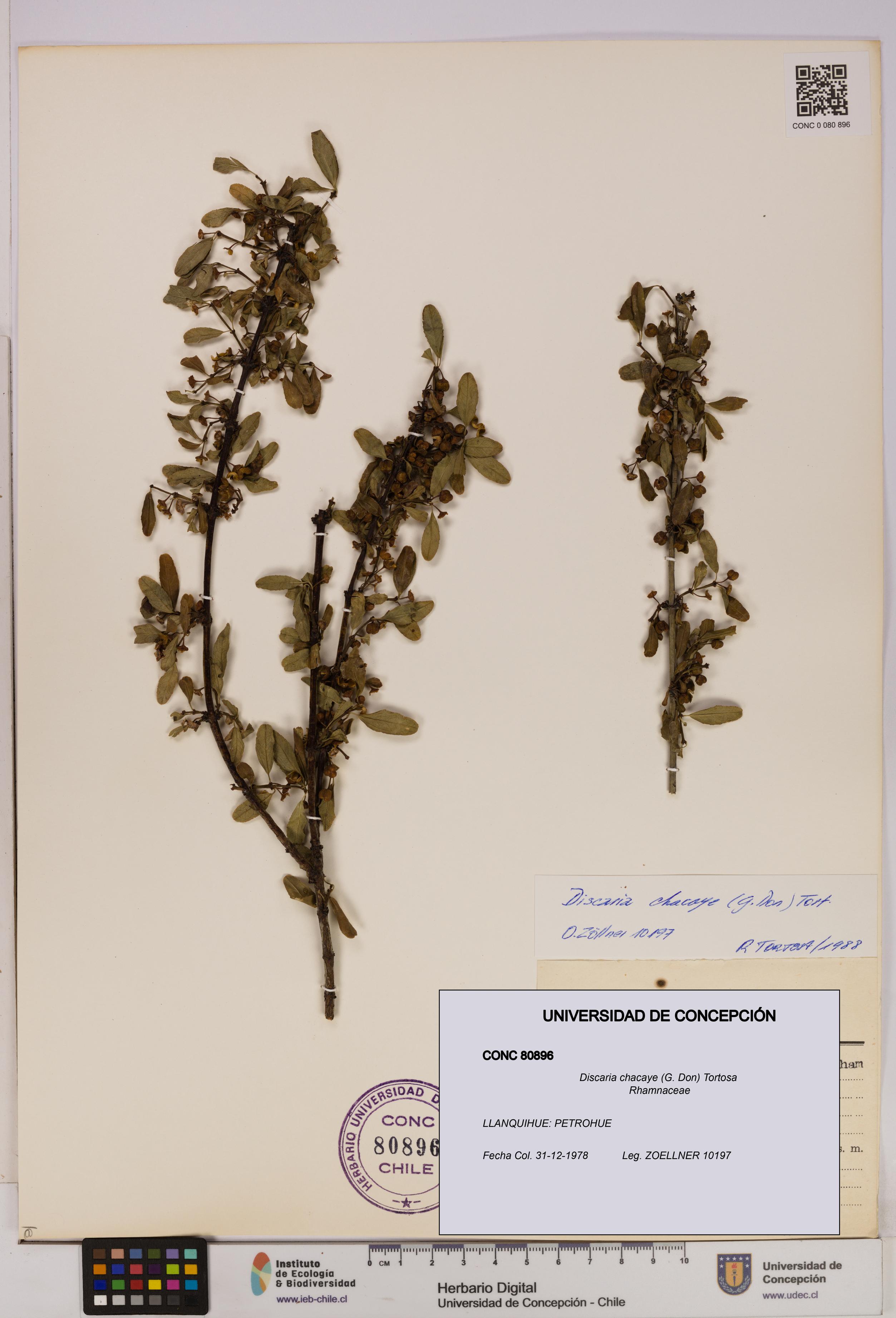 Discaria chacaye [Espécimen: UDEC:CONC:0080896]