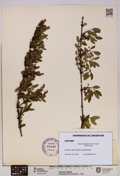 Discaria chacaye [Espécimen: UDEC:CONC:0080897]