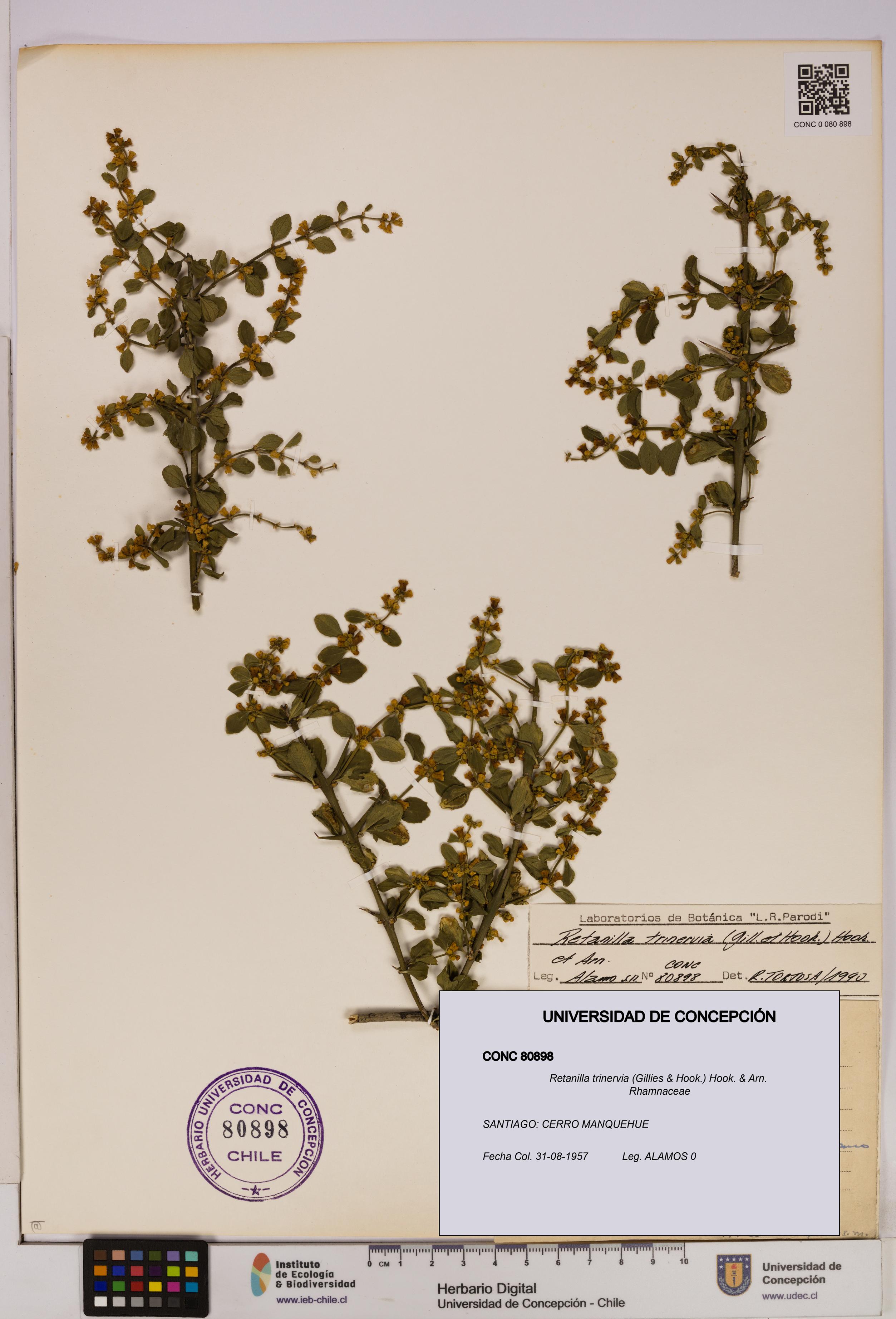 Retanilla trinervia [Espécimen: UDEC:CONC:0080898]