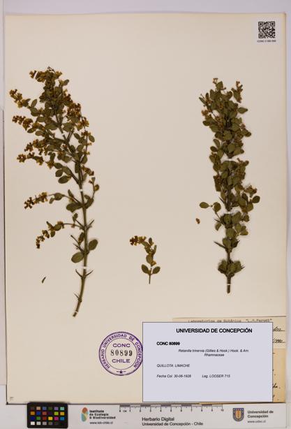 Retanilla trinervia [Espécimen: UDEC:CONC:0080899]