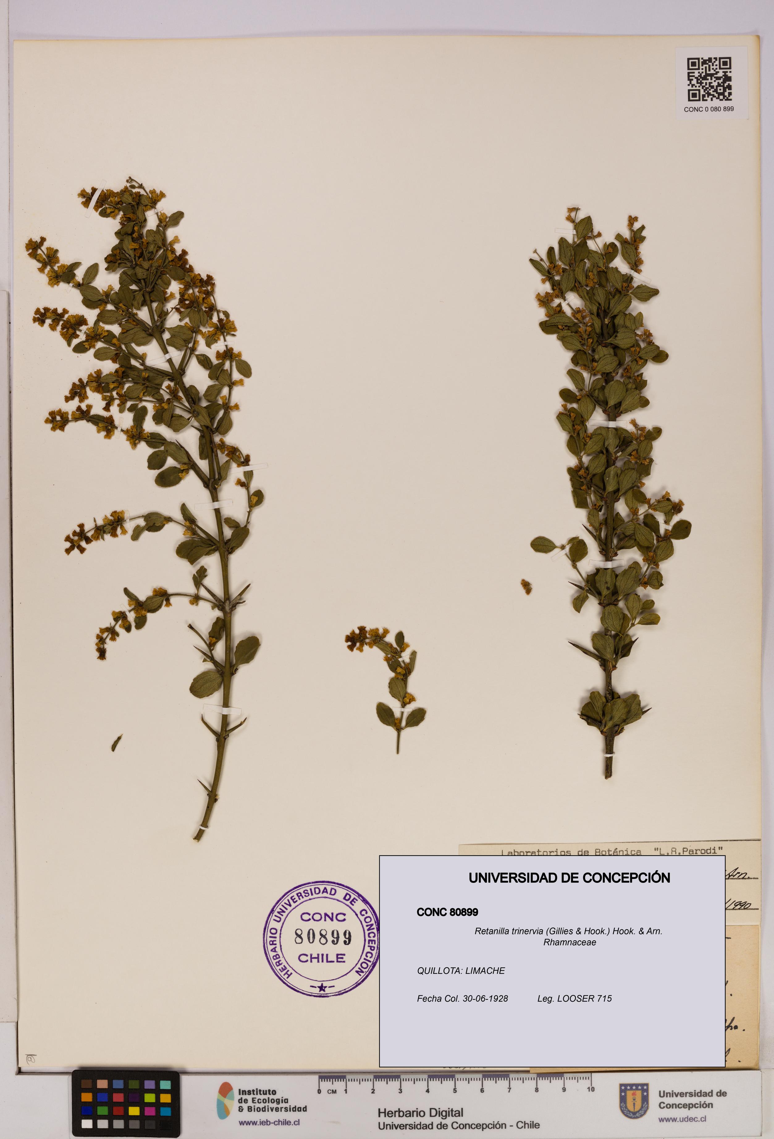 Retanilla trinervia [Espécimen: UDEC:CONC:0080899]