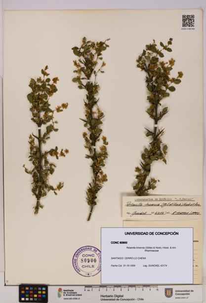 Retanilla trinervia [Espécimen: UDEC:CONC:0080900]