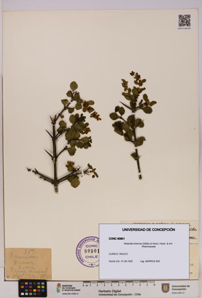 Retanilla trinervia [Espécimen: UDEC:CONC:0080901]