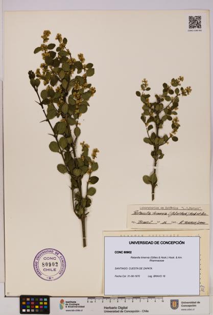 Retanilla trinervia [Espécimen: UDEC:CONC:0080902]