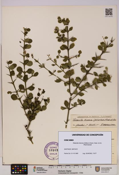 Retanilla trinervia [Espécimen: UDEC:CONC:0080903]