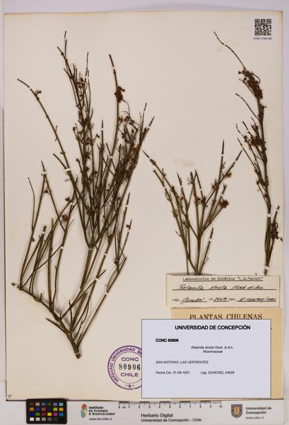 Retanilla stricta [Espécimen: UDEC:CONC:0080906]