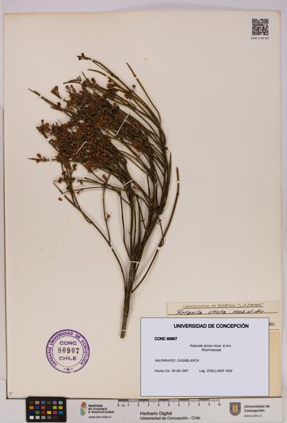 Retanilla stricta [Espécimen: UDEC:CONC:0080907]