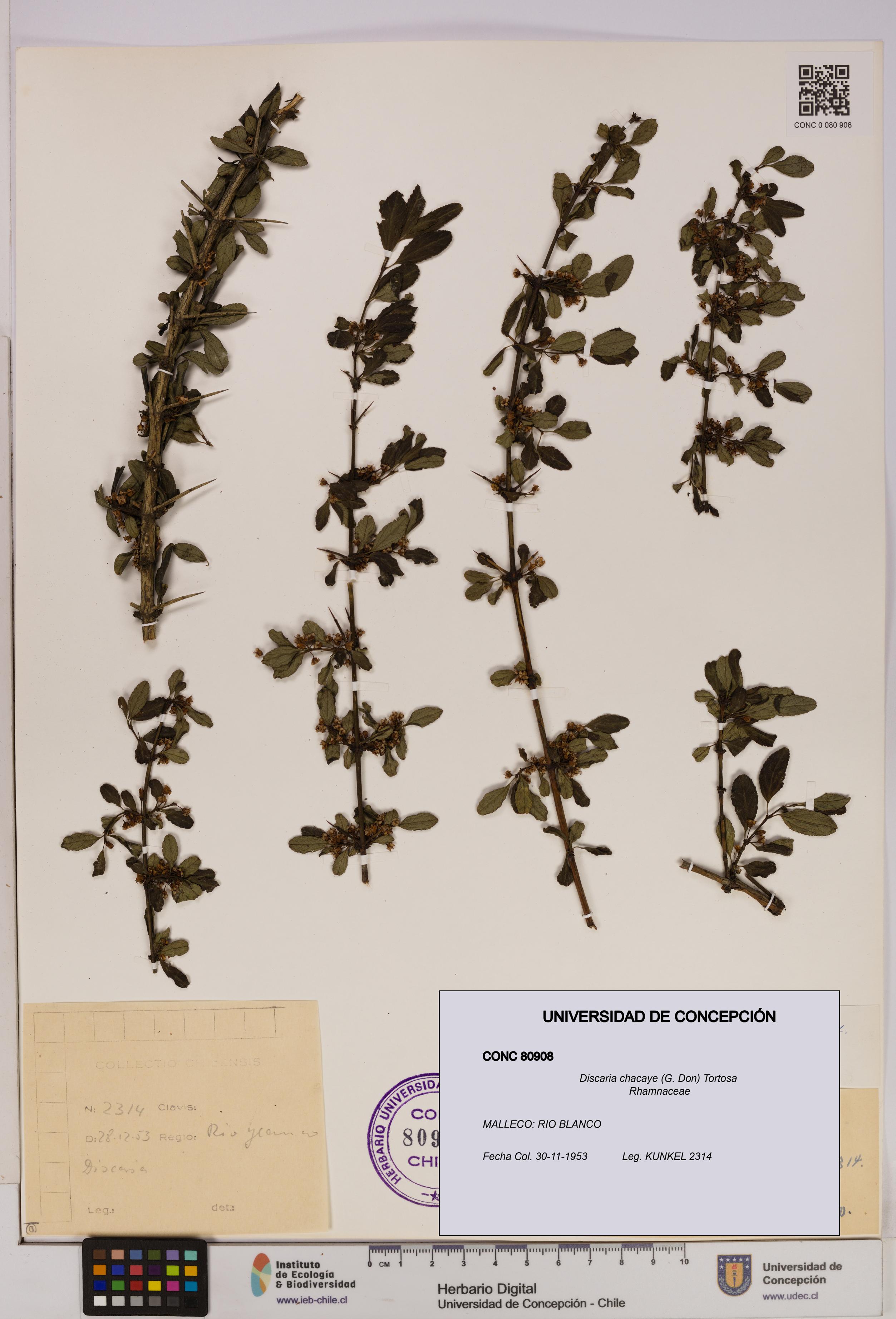 Discaria chacaye [Espécimen: UDEC:CONC:0080908]