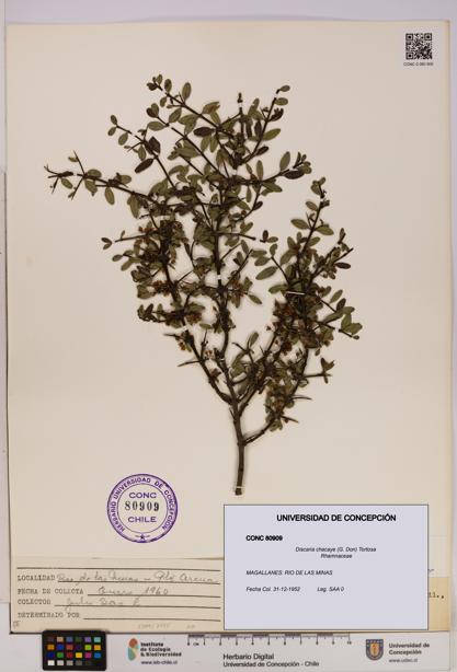 Discaria chacaye [Espécimen: UDEC:CONC:0080909]