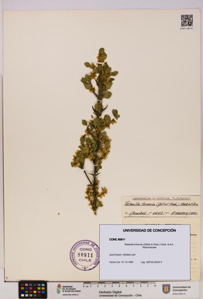 Retanilla trinervia [Espécimen: UDEC:CONC:0080911]