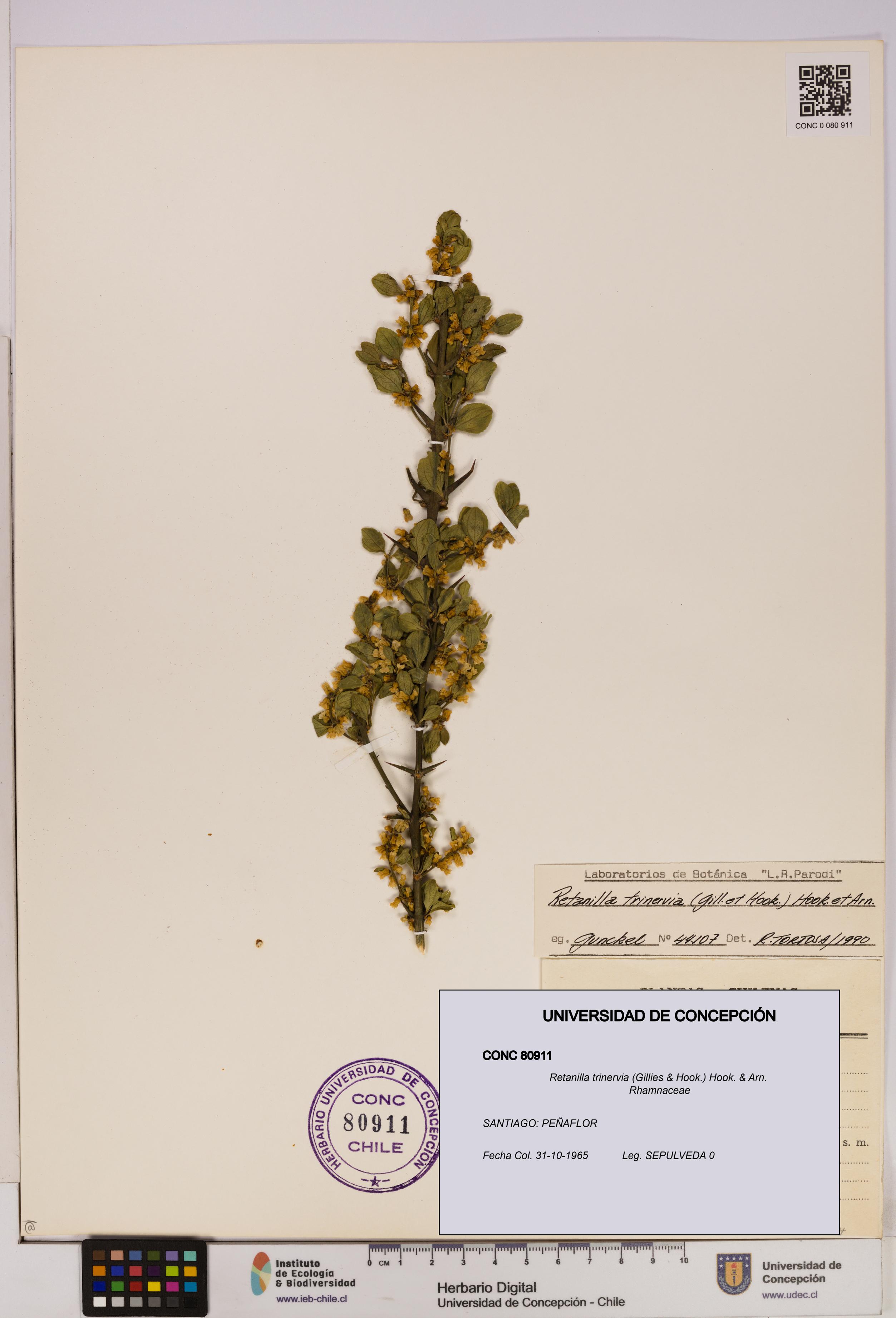 Retanilla trinervia [Espécimen: UDEC:CONC:0080911]