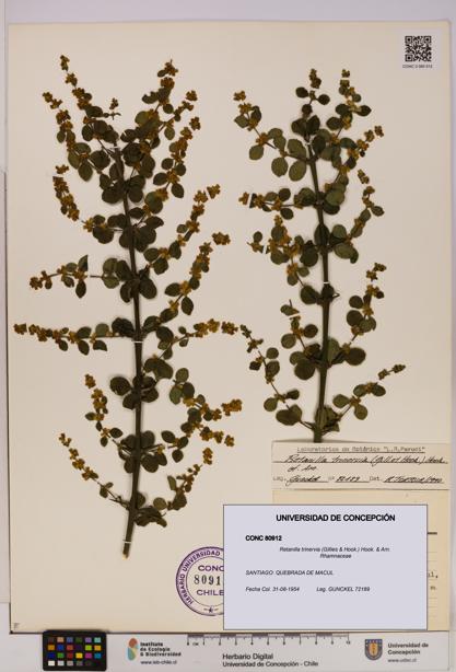 Retanilla trinervia [Espécimen: UDEC:CONC:0080912]