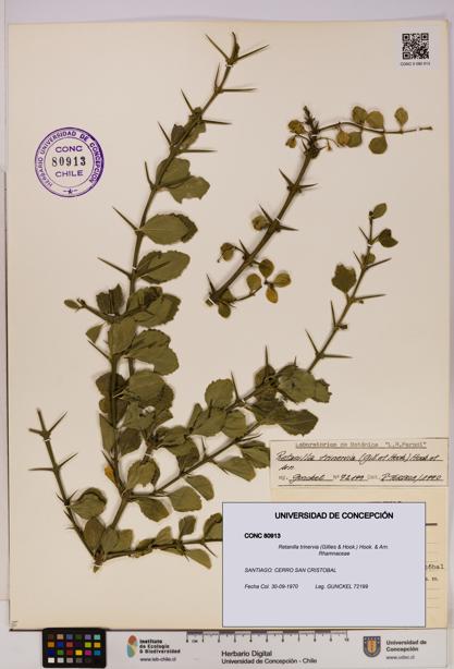 Retanilla trinervia [Espécimen: UDEC:CONC:0080913]