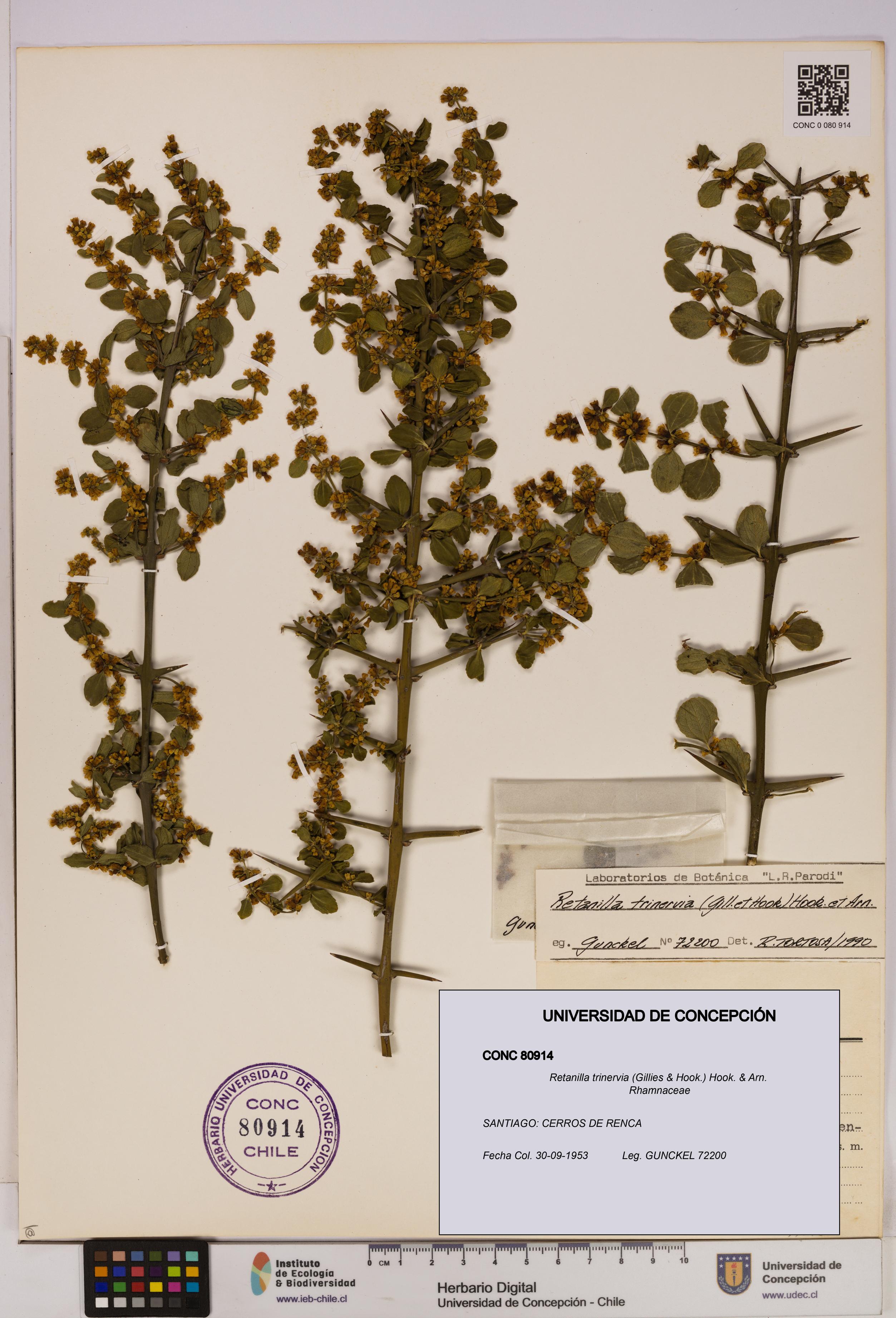 Retanilla trinervia [Espécimen: UDEC:CONC:0080914]