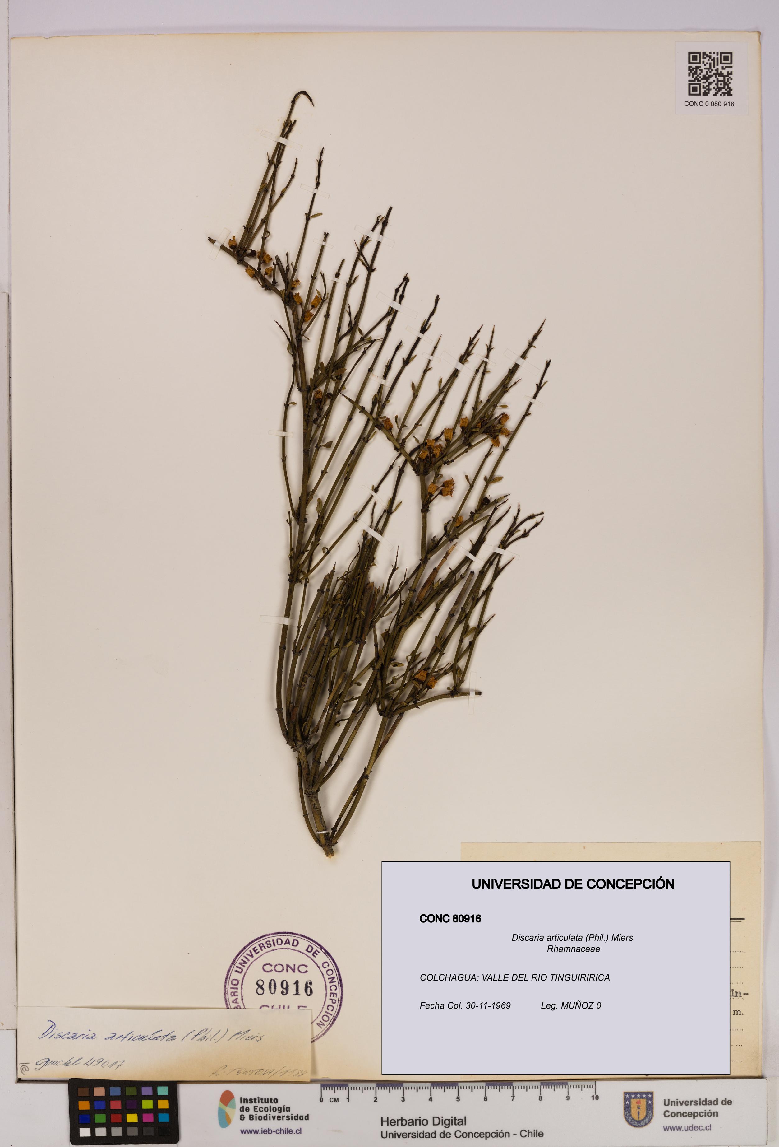 Discaria articulata [Espécimen: UDEC:CONC:0080916]