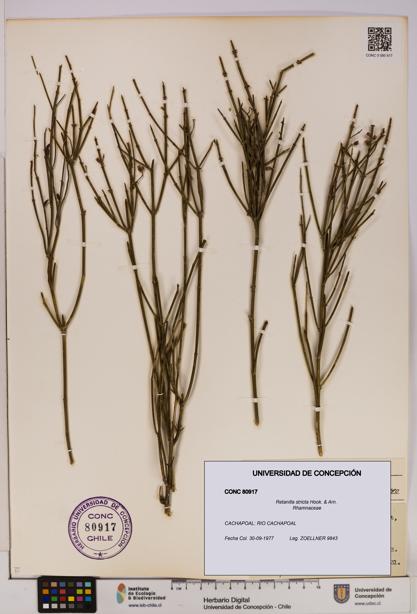 Retanilla stricta [Espécimen: UDEC:CONC:0080917]