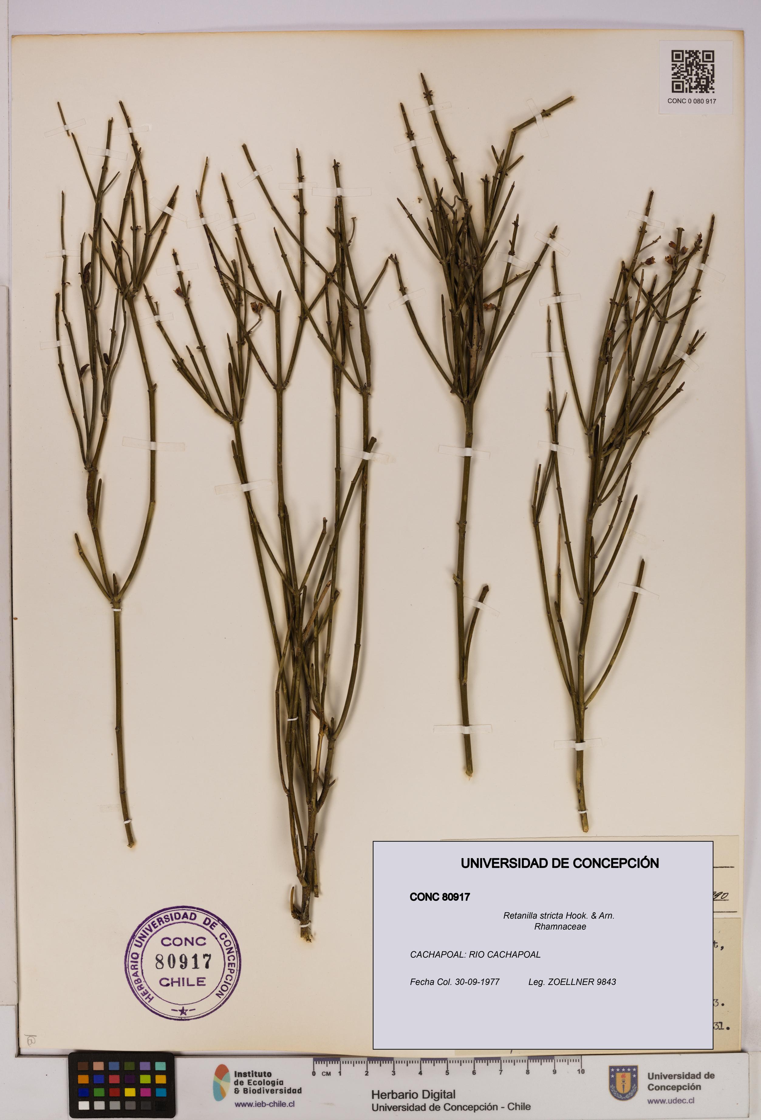 Retanilla stricta [Espécimen: UDEC:CONC:0080917]