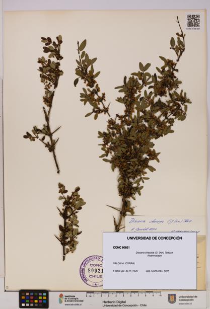 Discaria chacaye [Espécimen: UDEC:CONC:0080921]