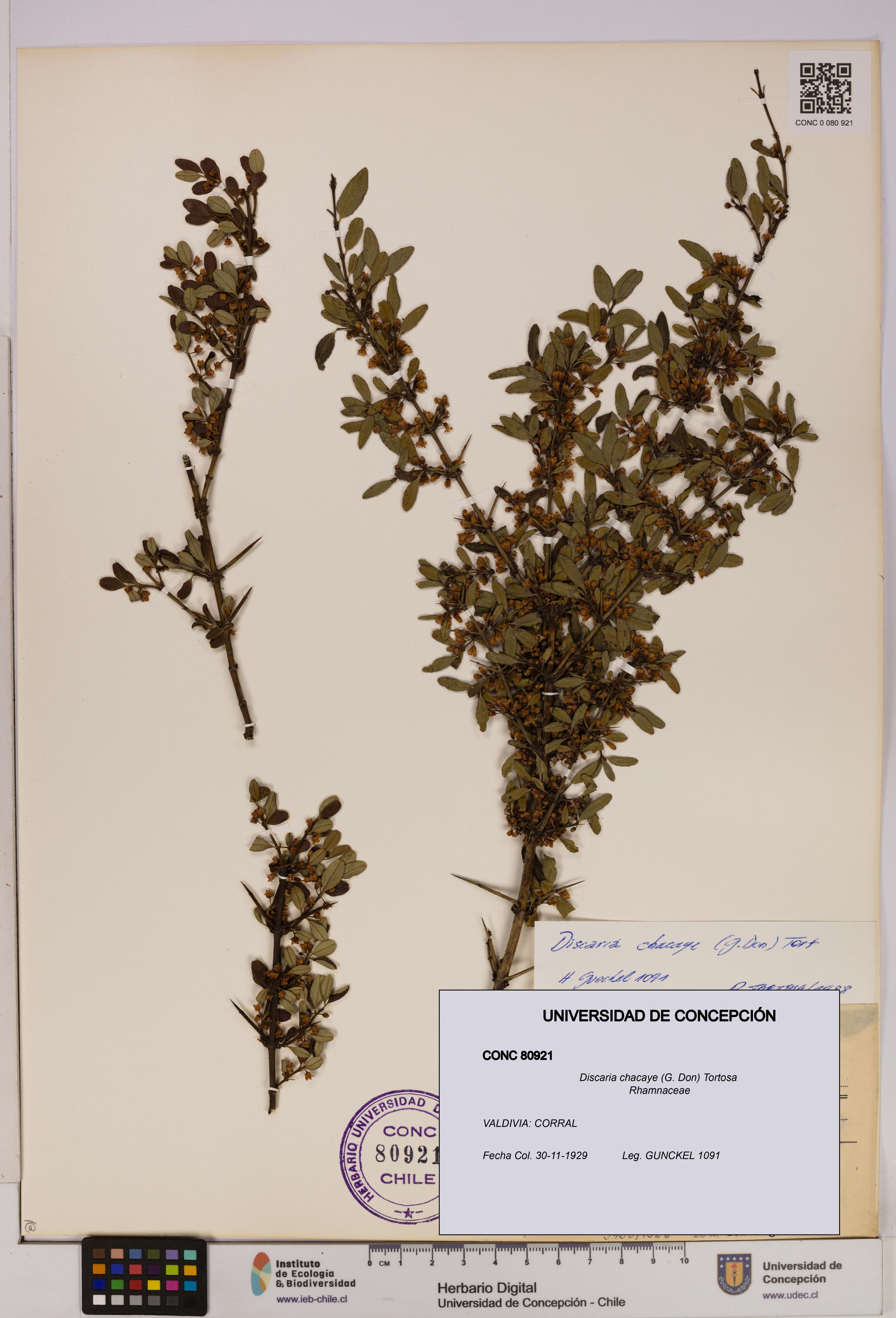 Discaria chacaye [Espécimen: UDEC:CONC:0080921]