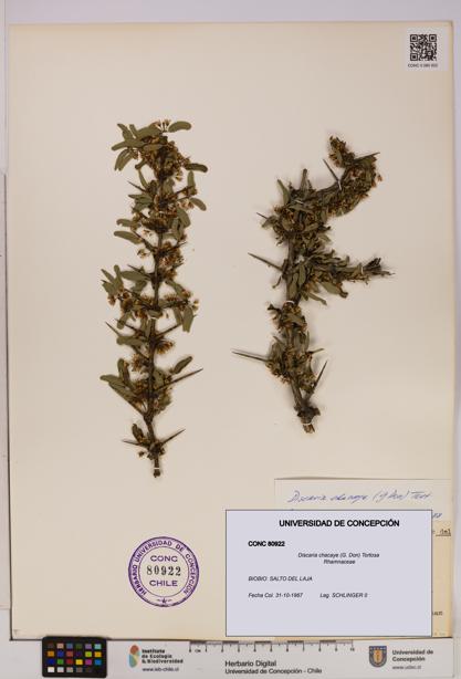 Discaria chacaye [Espécimen: UDEC:CONC:0080922]