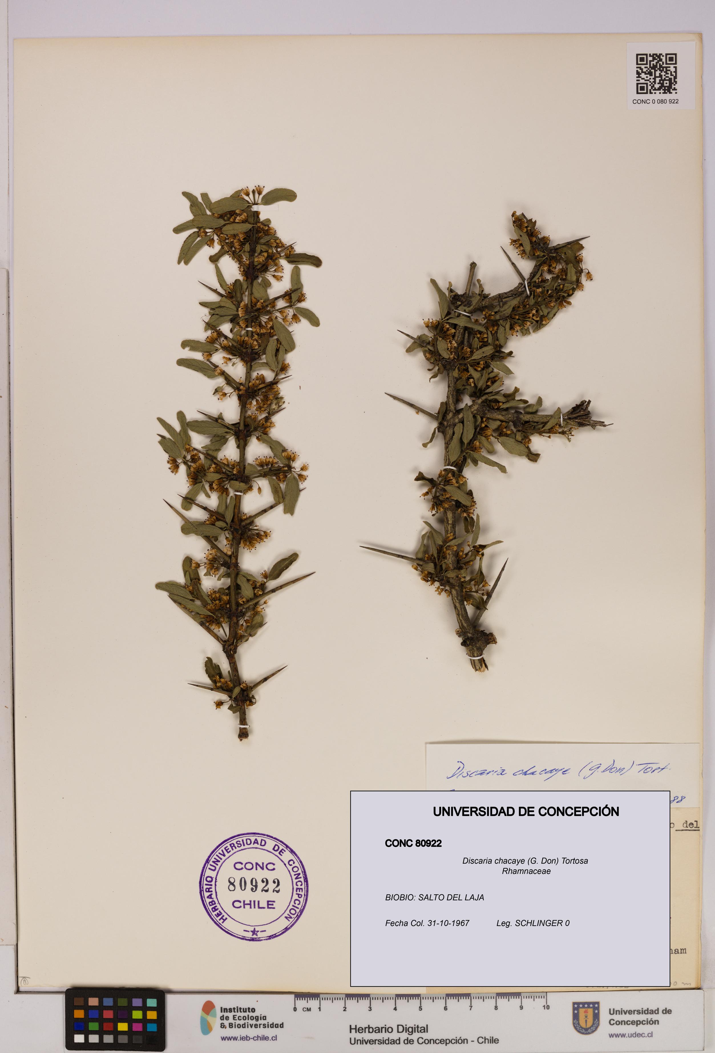 Discaria chacaye [Espécimen: UDEC:CONC:0080922]