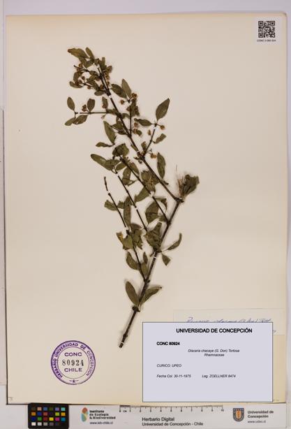 Discaria chacaye [Espécimen: UDEC:CONC:0080924]