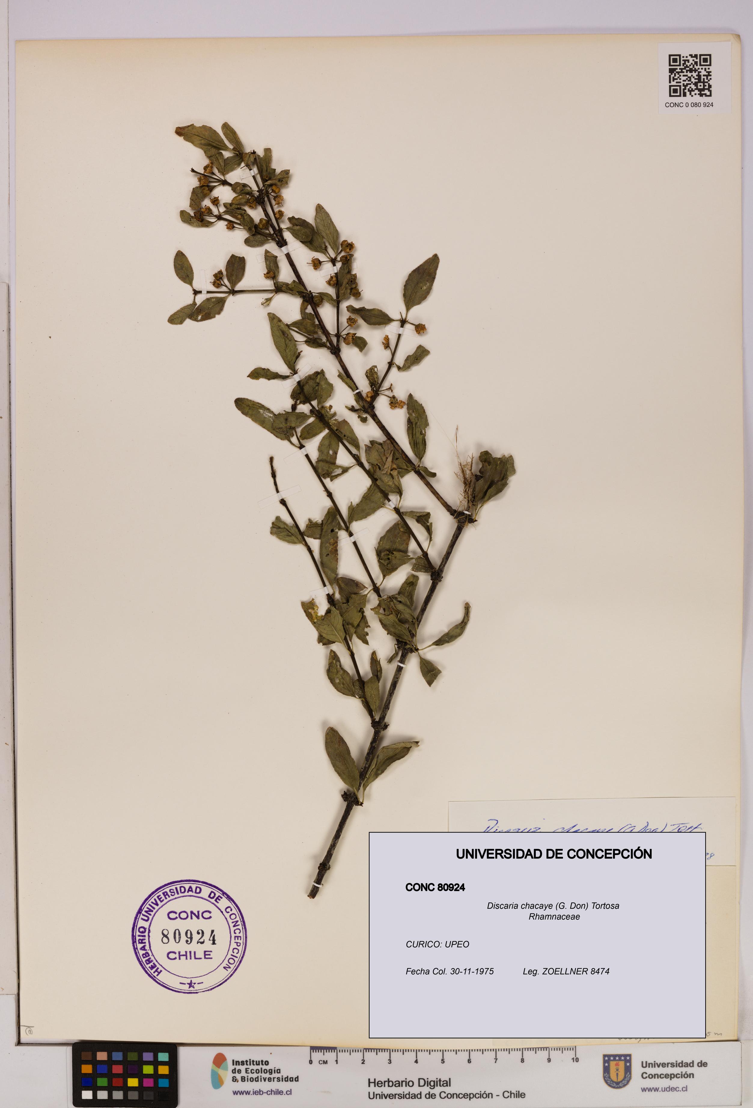 Discaria chacaye [Espécimen: UDEC:CONC:0080924]