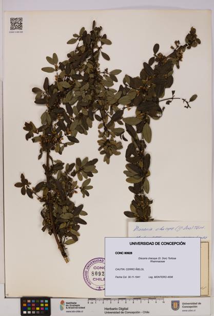 Discaria chacaye [Espécimen: UDEC:CONC:0080928]