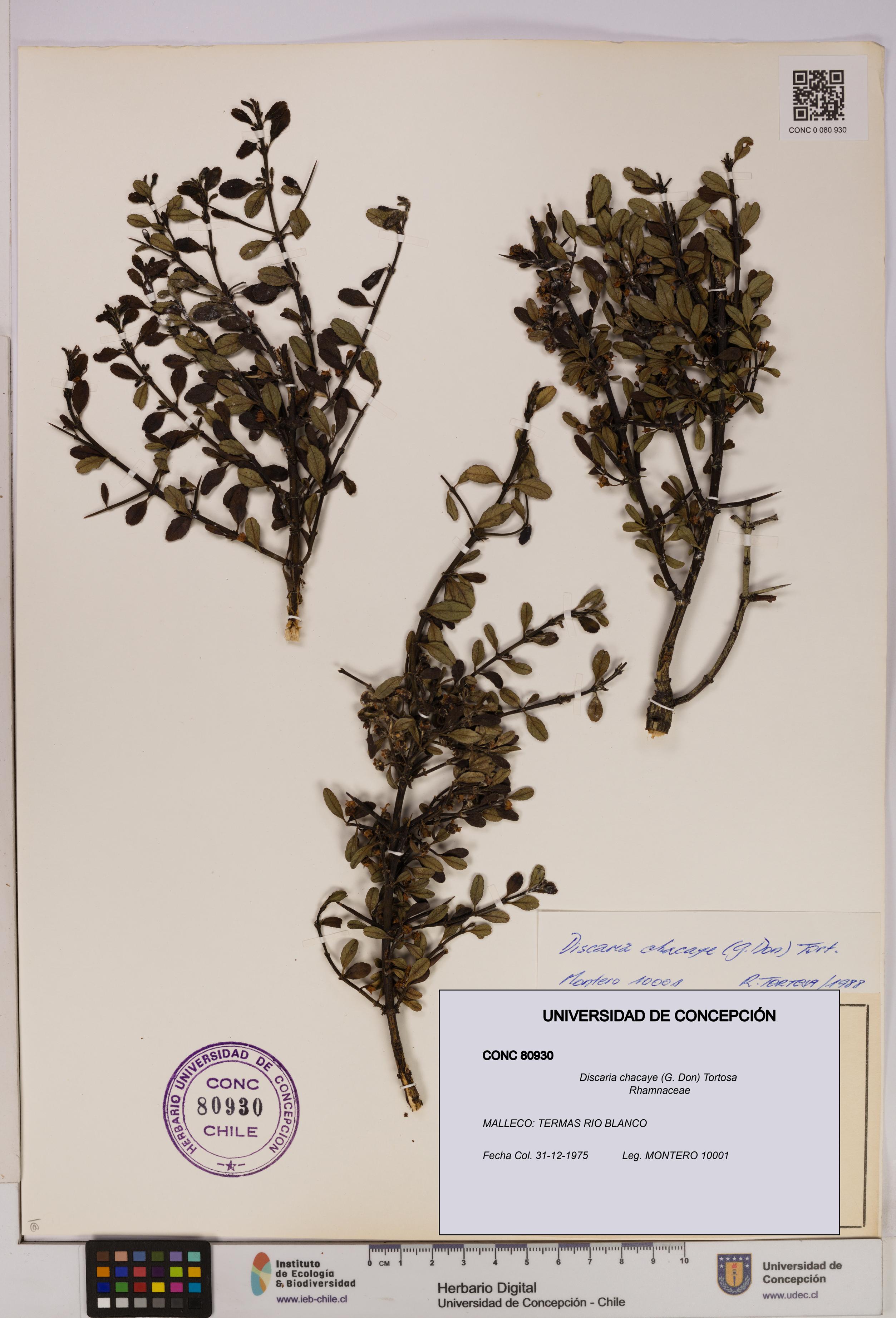 Discaria chacaye [Espécimen: UDEC:CONC:0080930]