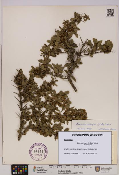 Discaria chacaye [Espécimen: UDEC:CONC:0080931]