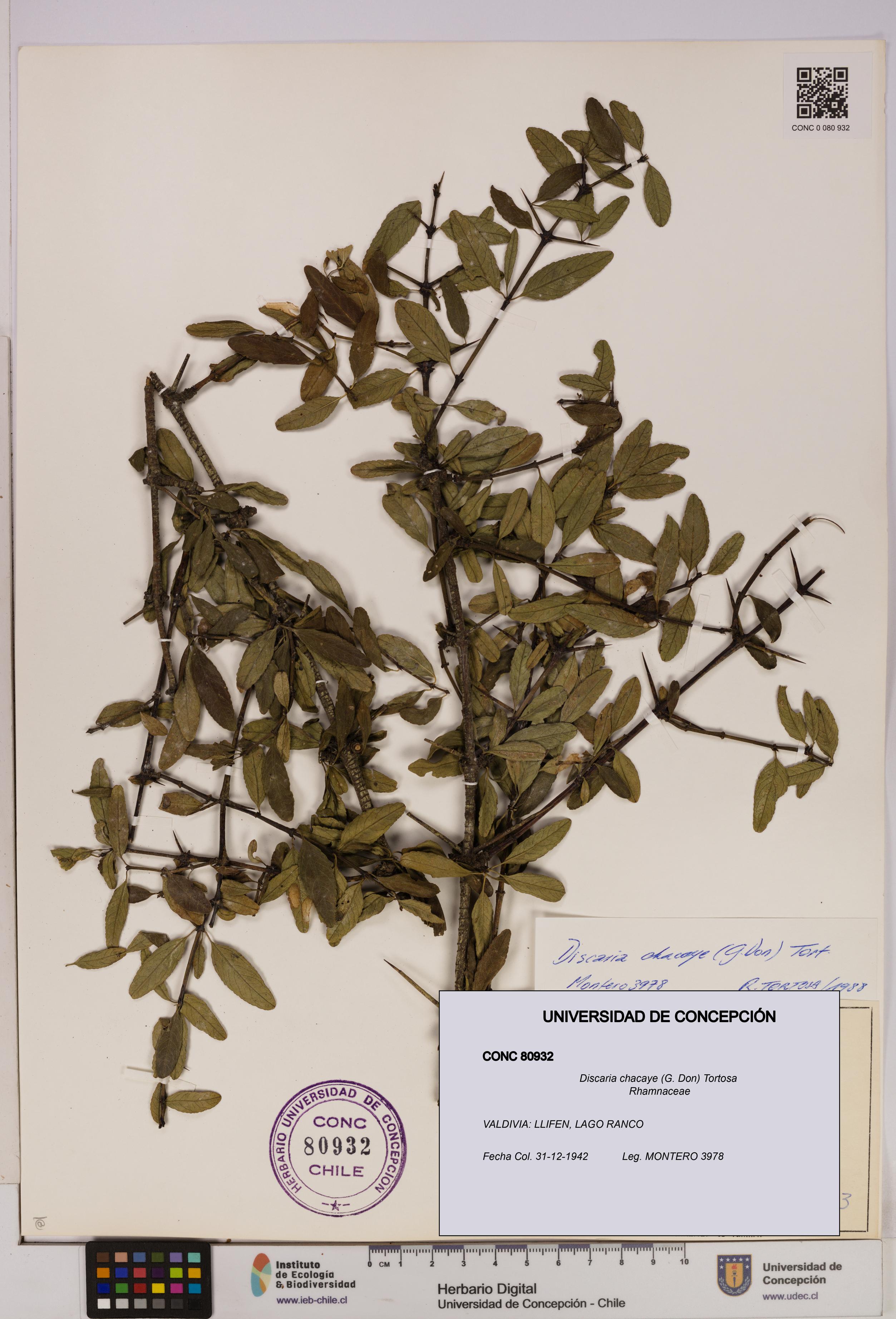 Discaria chacaye [Espécimen: UDEC:CONC:0080932]