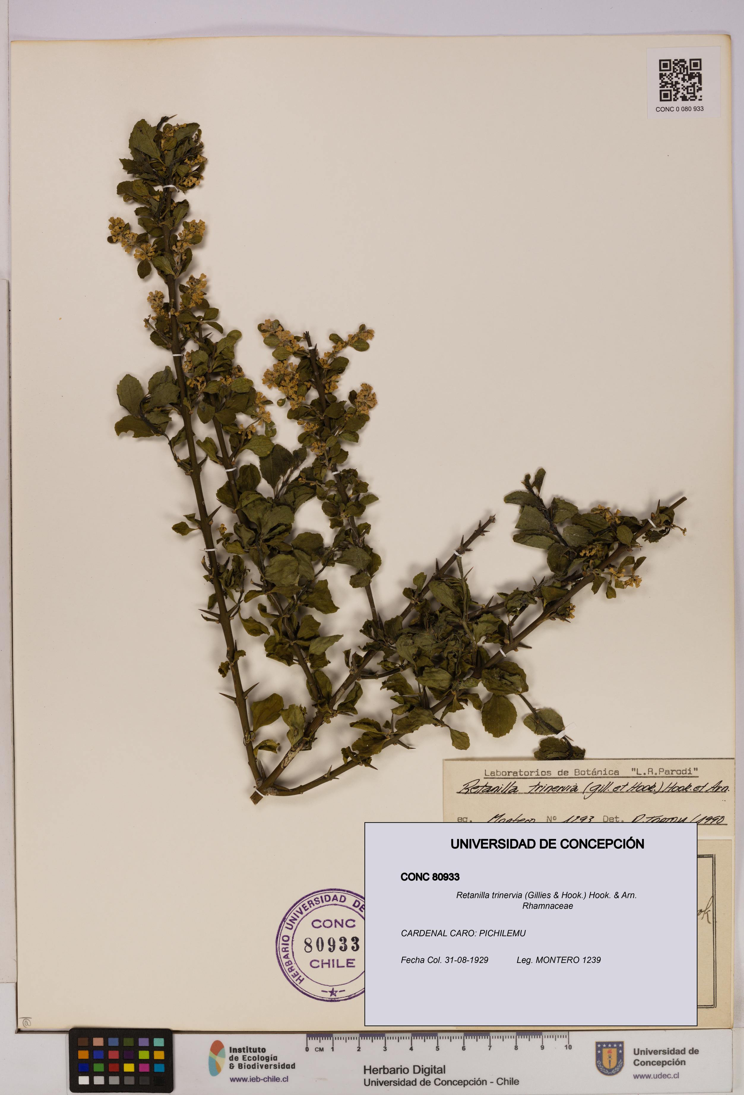 Retanilla trinervia [Espécimen: UDEC:CONC:0080933]