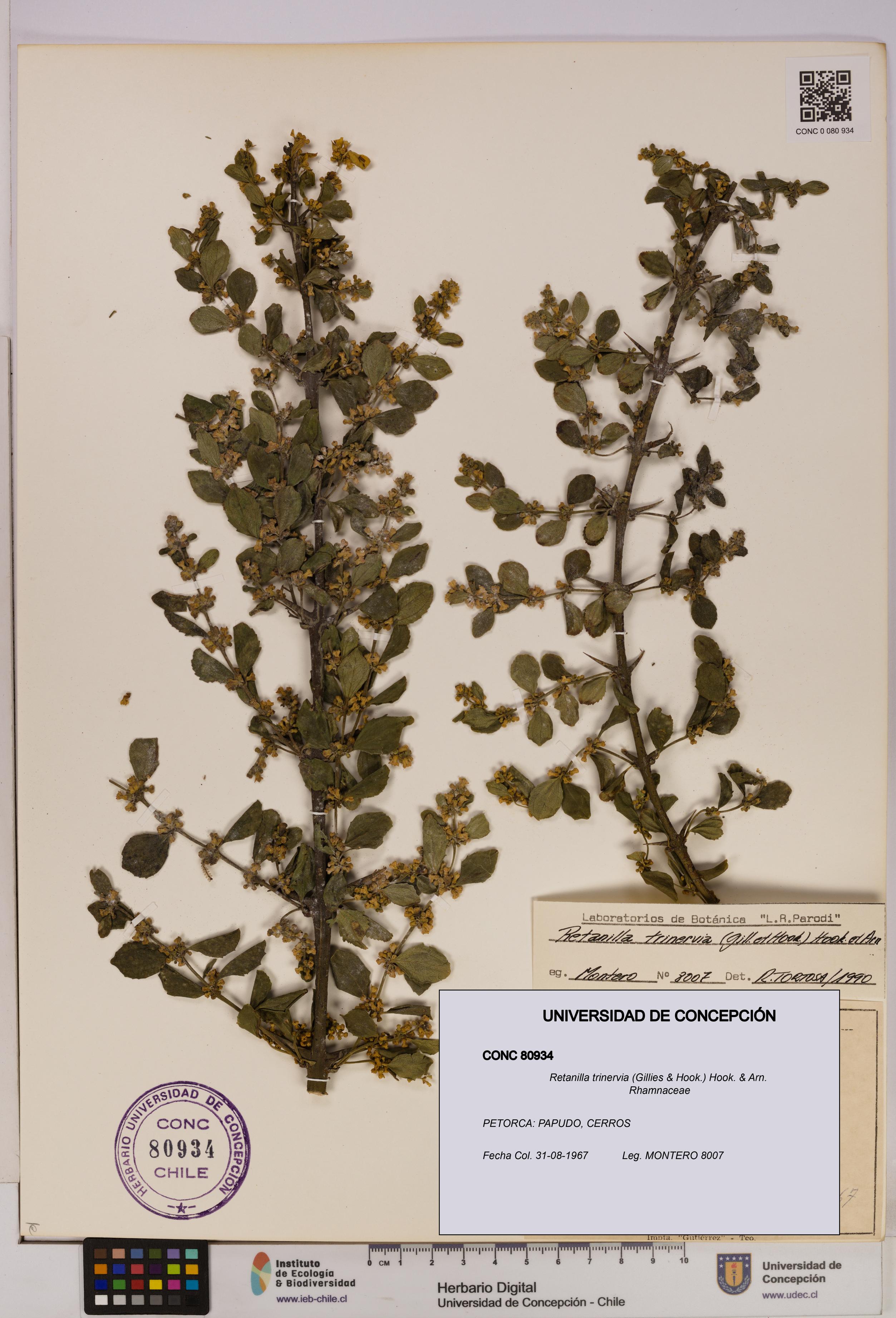 Retanilla trinervia [Espécimen: UDEC:CONC:0080934]